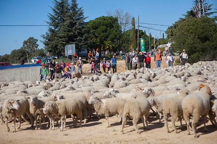 Las ovejas regresan a la Finca La Milagrosa
