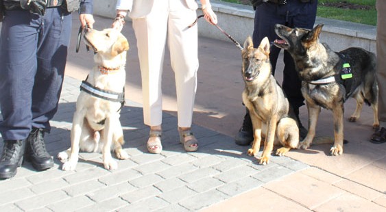 Tres agentes caninos se incorporan a la Policía municipal de Pozuelo