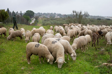 700 ovejas pastan en el monte de Boadilla