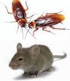 Evita la aparición de cucarachas y roedores en casa este verano