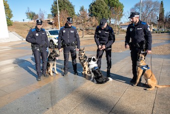 Cuatro nuevos agentes caninos se incorporan a la Policía de Boadilla